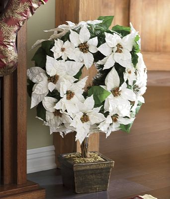 Poinsettia, Ivory