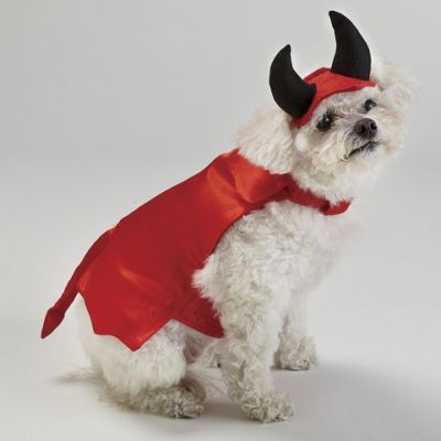 Pet Halloween...