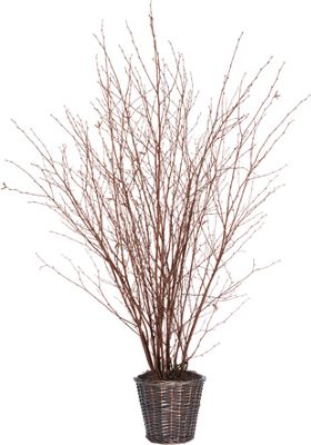 5 Natural Winter...