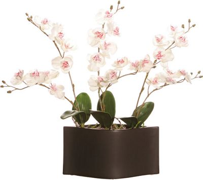 White Orchids in...