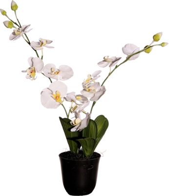 Orchid in Bio-Pot