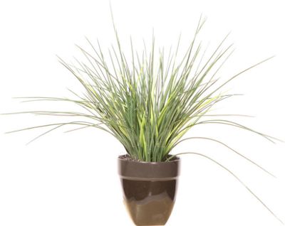 Grass in Black...