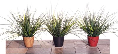 Grass in Bio-Pot Set...
